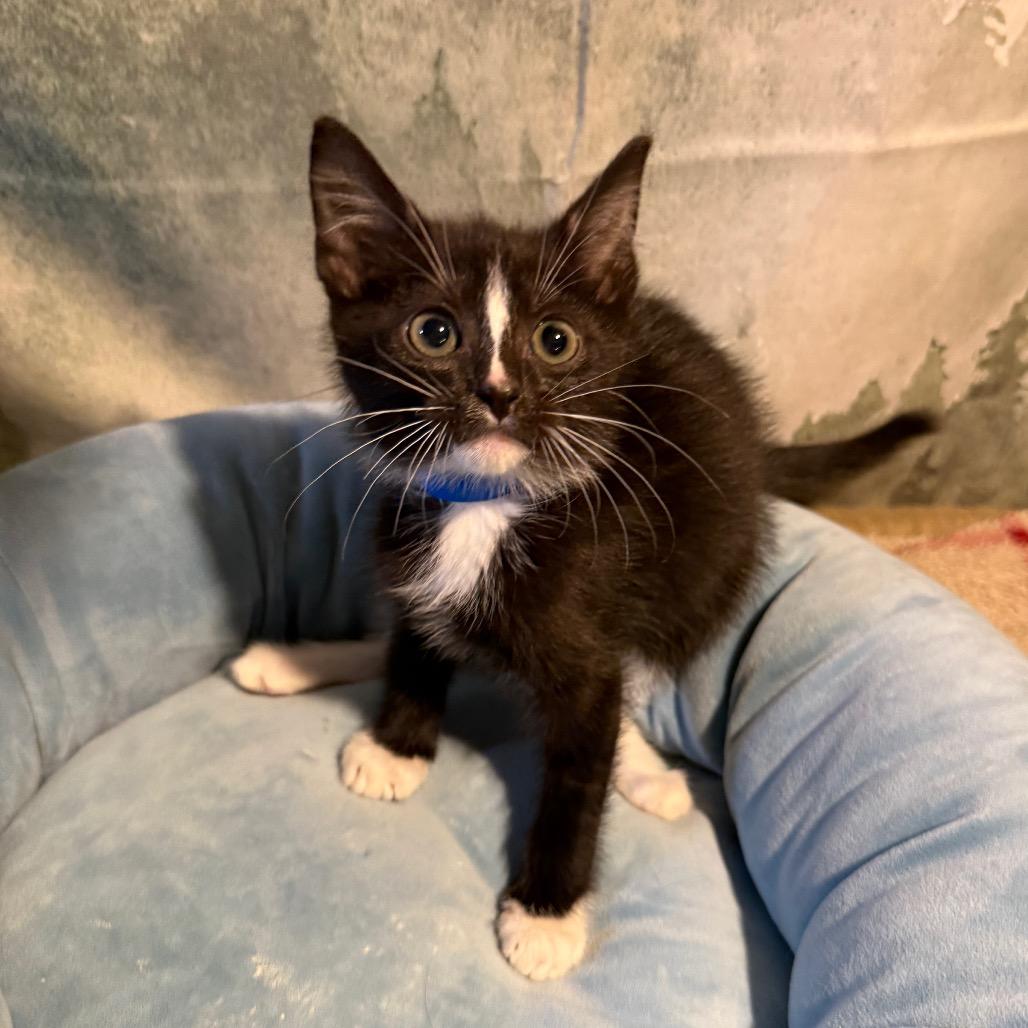 Enlarge Texas, a Adoptable Domestic Short Hair in Richfield, MN image 4/4