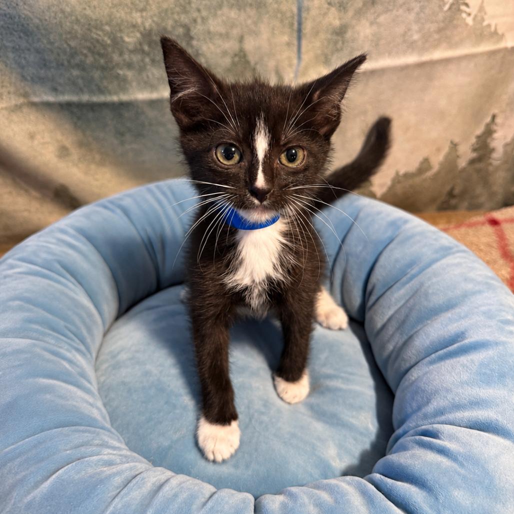 Enlarge Texas, a Adoptable Domestic Short Hair in Richfield, MN image 2/4