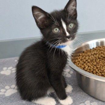 Texas, Adoptable, Kitten Male Domestic Short Hair.