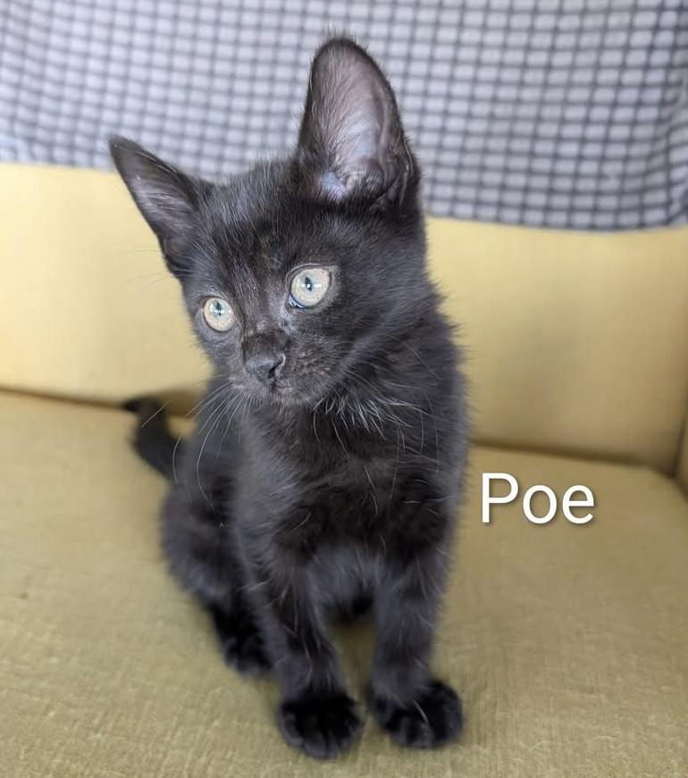 Poe, an adopted Domestic Short Hair in Whispering Pines, NC image 3/3