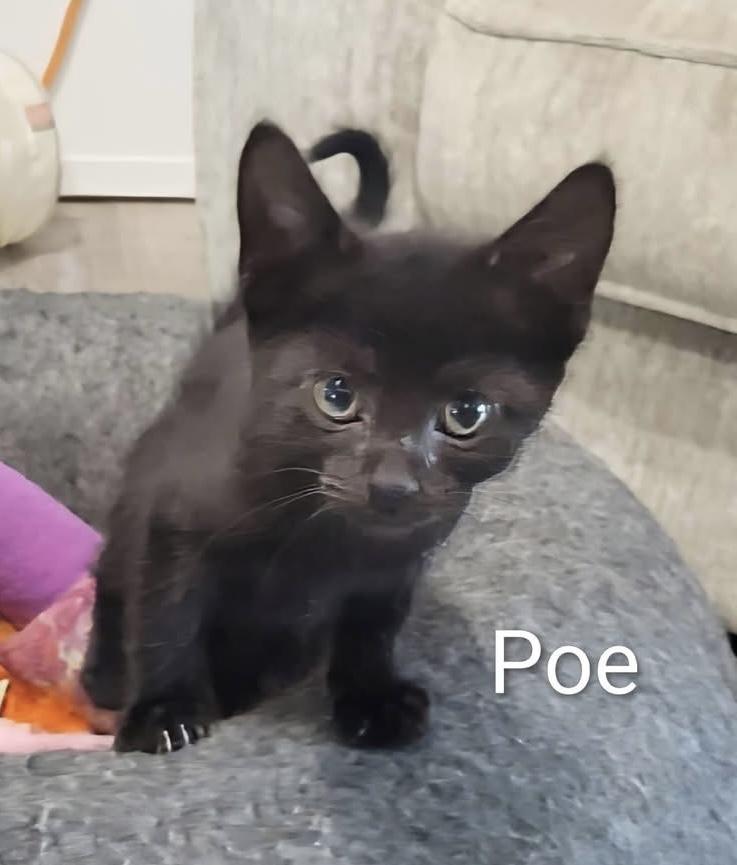 Poe, an adopted Domestic Short Hair in Whispering Pines, NC image 2/3