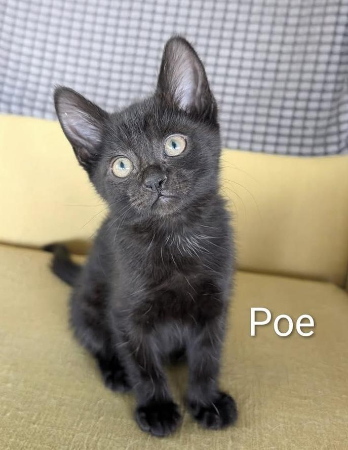 Poe, adopted, Kitten Male Domestic Short Hair.