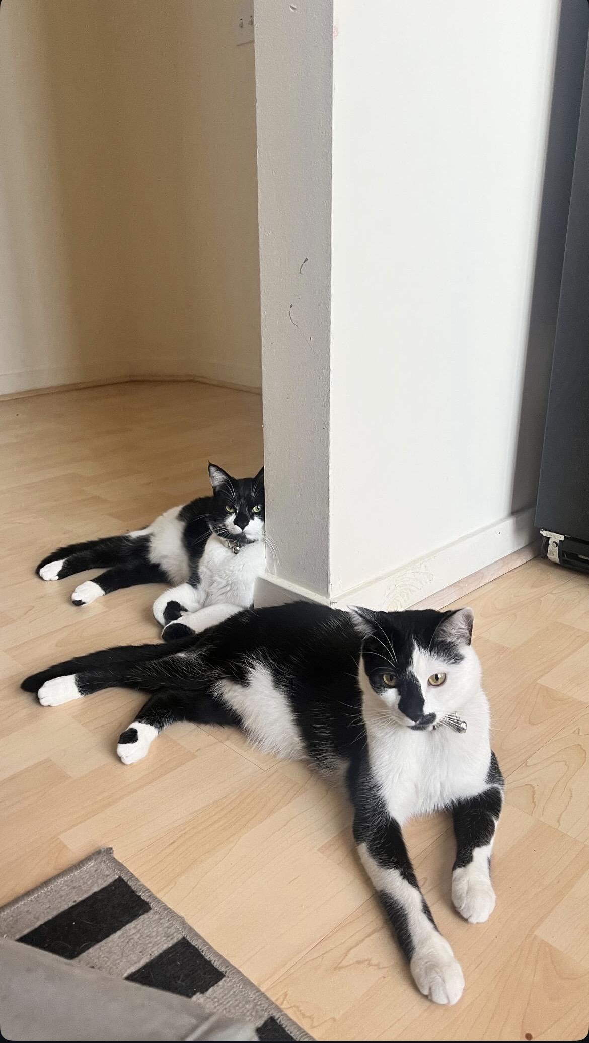 Max bonded with Molly Domestic Short Hair Cat