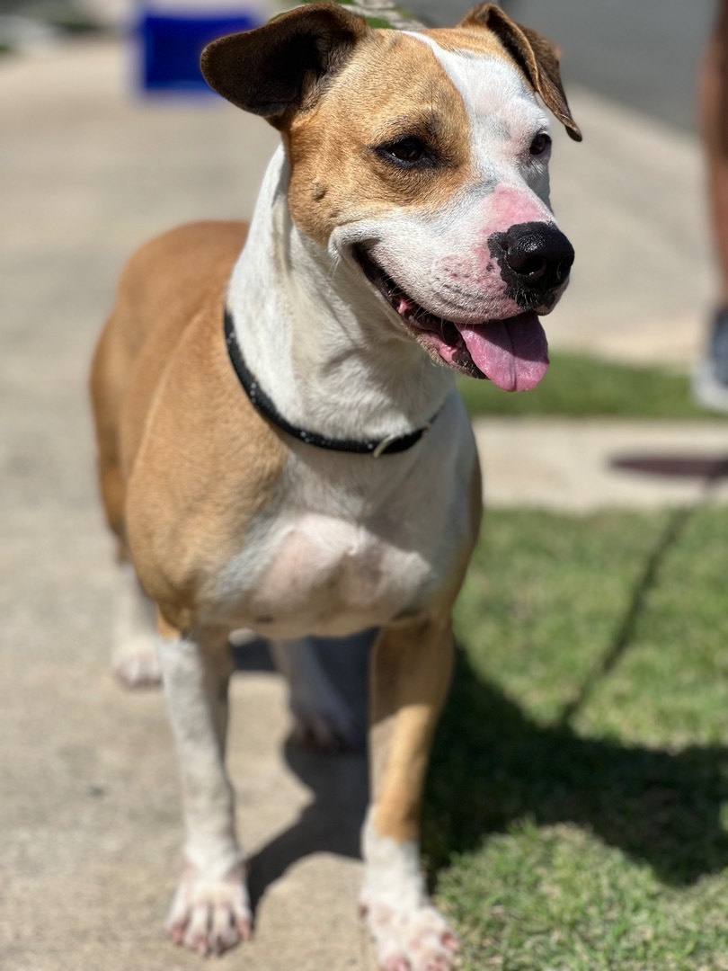 Enlarge Molly, a Adoptable mixed breed in Jersey City, NJ image 1/9