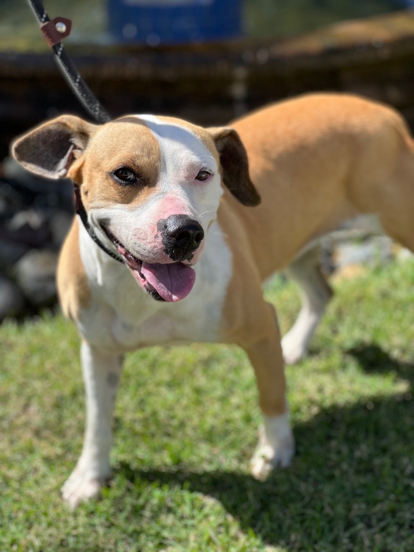 Enlarge Molly, a Adoptable mixed breed in Jersey City, NJ image 5/9