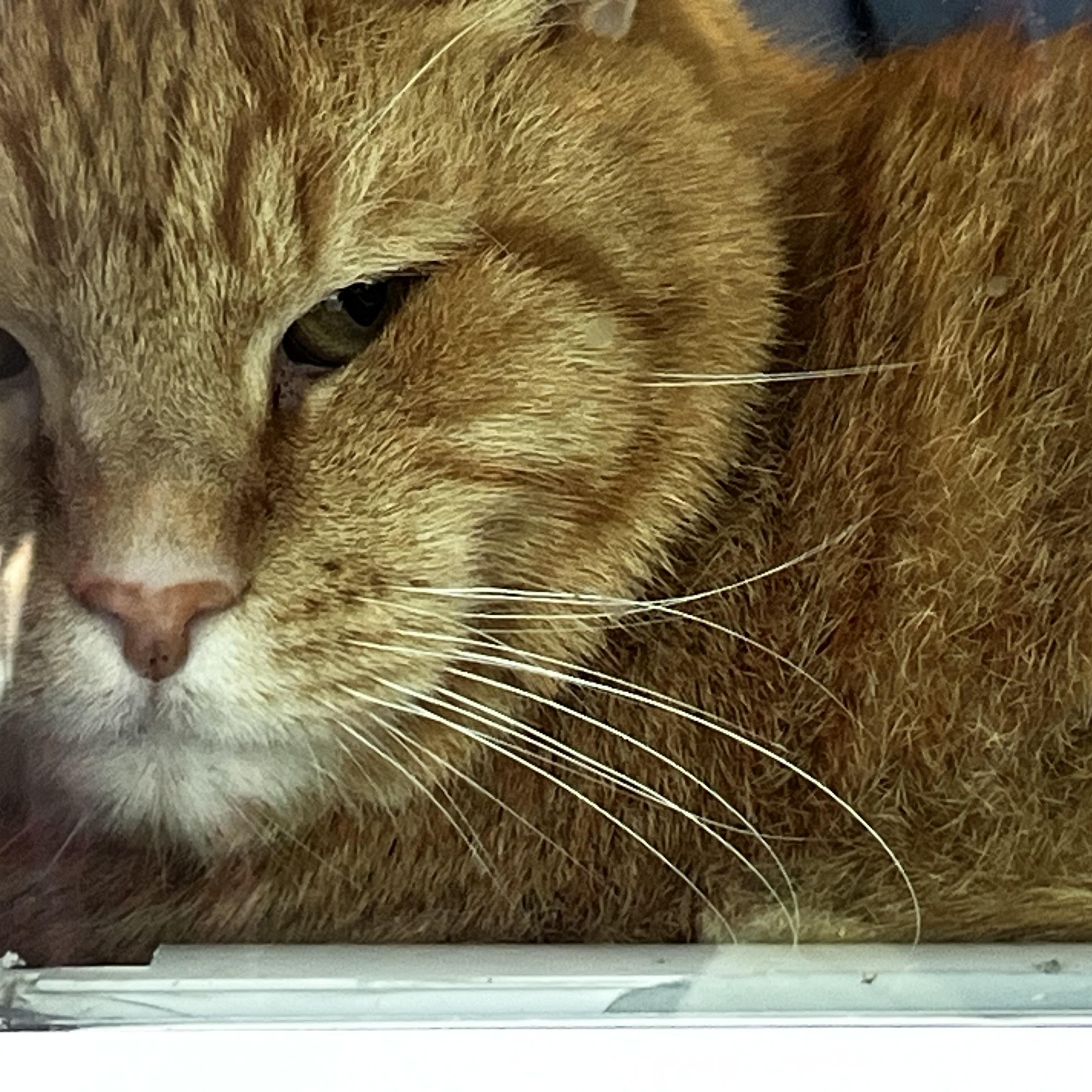 Enlarge Cheddar (and brother Jack), a Adoptable mixed breed in Sarasota, FL image 1/2