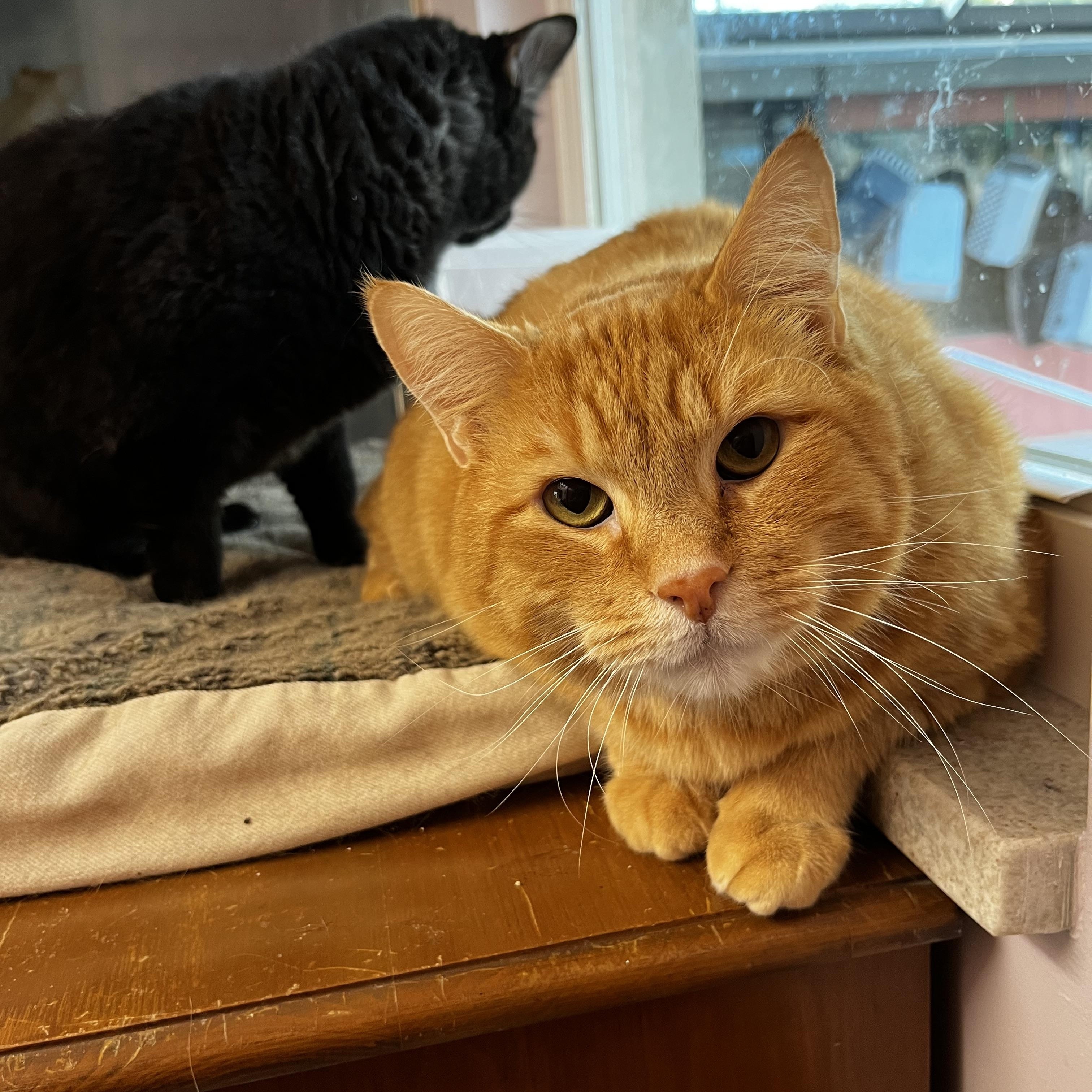 Cheddar (and brother Jack), Adoptable, Adult Male Tabby & Maine Coon.