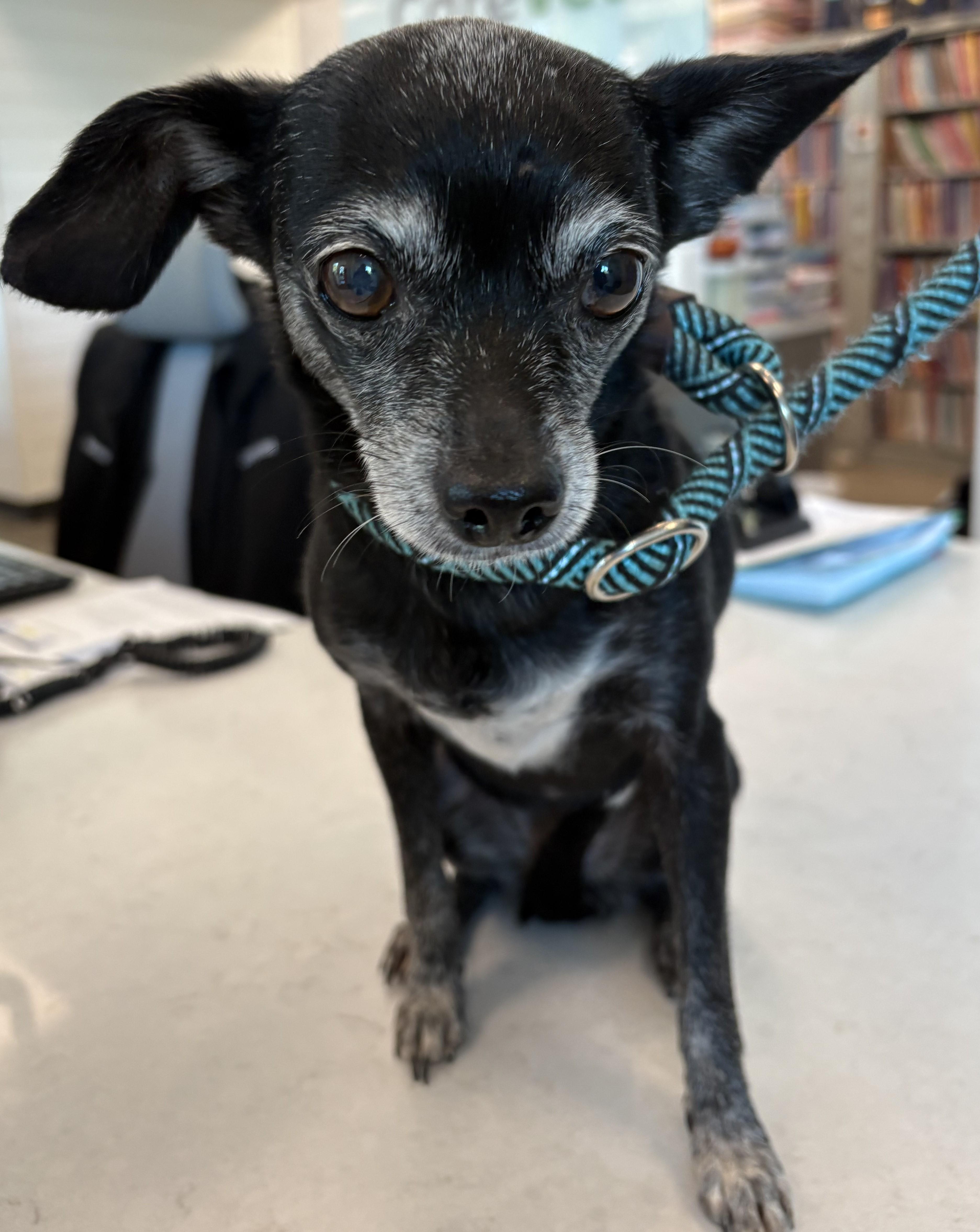 Enlarge Vivian, a Adopted mixed breed in Windcrest, TX image 1/1