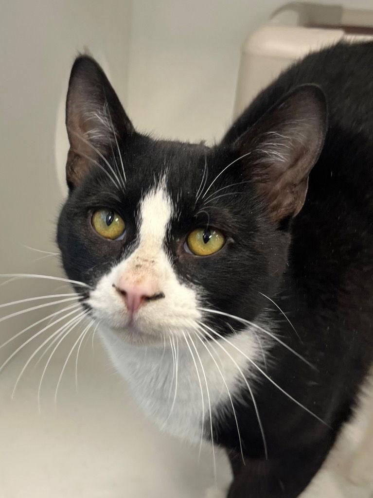 26-057 Pawmer, Adoptable, Young Male Domestic Short Hair.