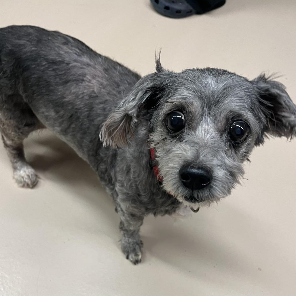 Enlarge May, a Adoptable mixed breed in Richmond, VA image 1/6