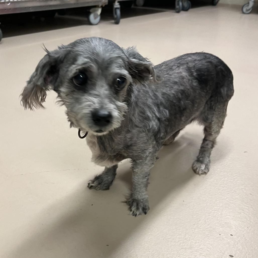 Enlarge May, a Adoptable mixed breed in Richmond, VA image 2/6