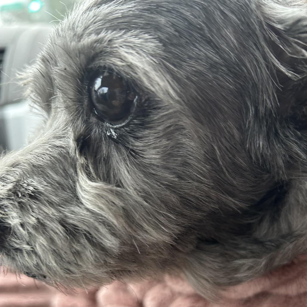 Enlarge May, a Adoptable mixed breed in Richmond, VA image 3/6