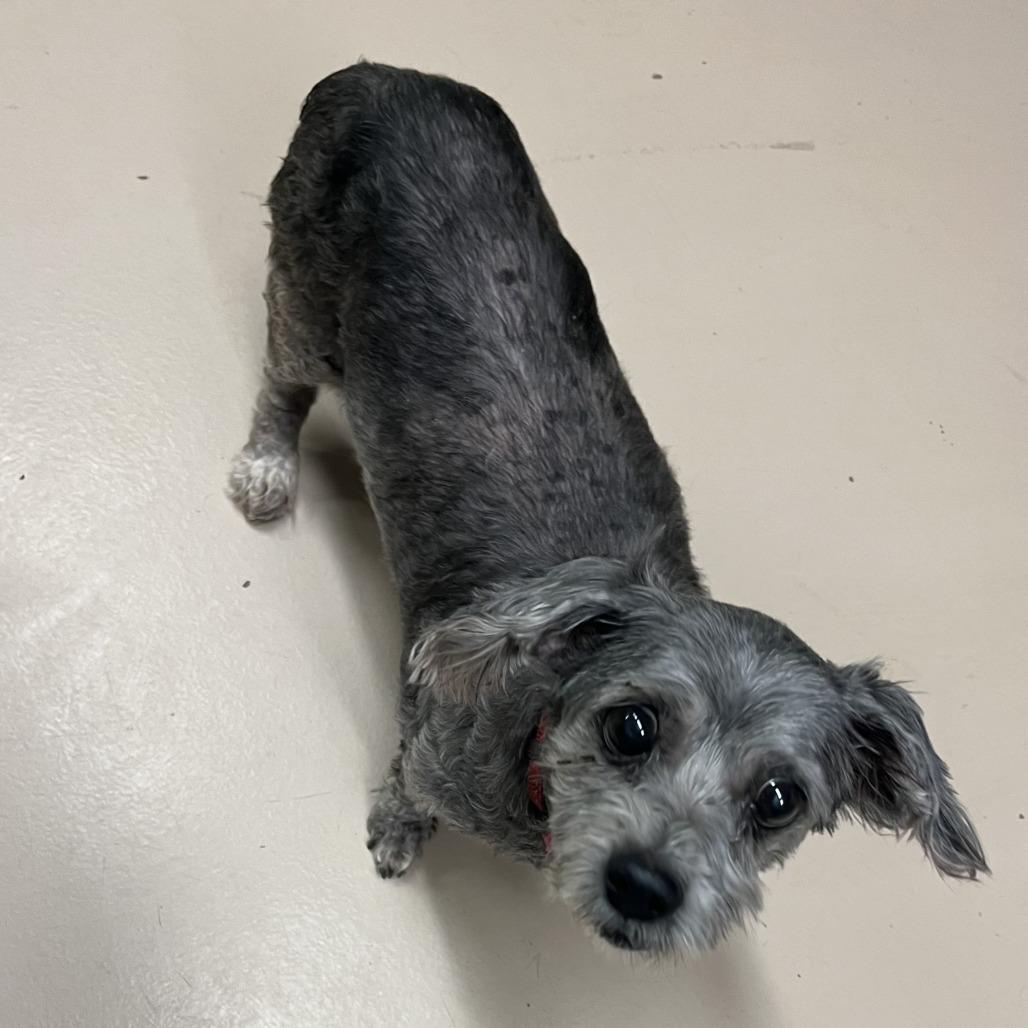 Enlarge May, a Adoptable mixed breed in Richmond, VA image 4/6