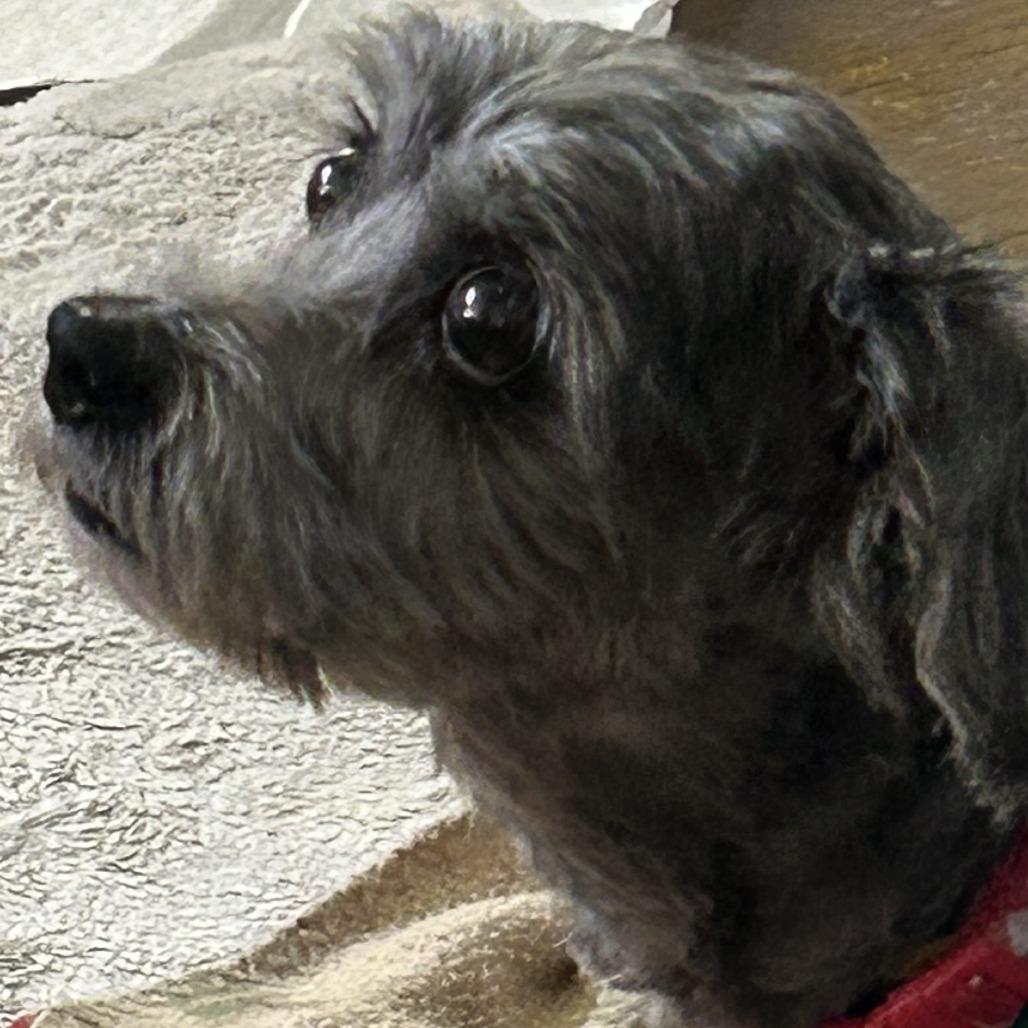 Enlarge May, a Adoptable mixed breed in Richmond, VA image 5/6