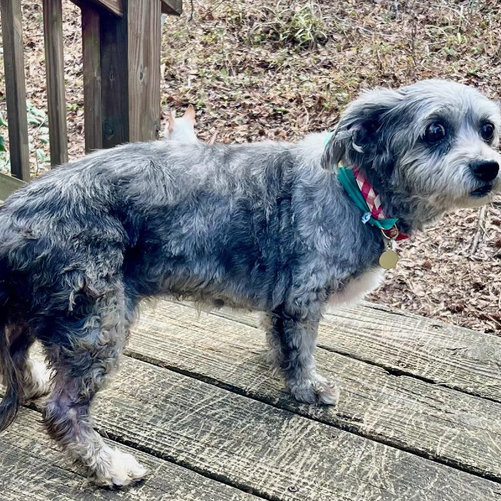 Enlarge May, a Adoptable mixed breed in Richmond, VA image 6/6