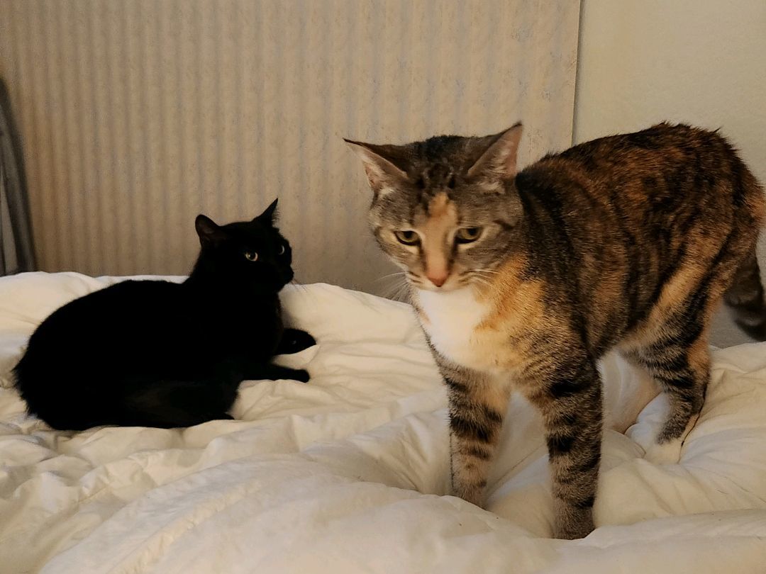 Cali, a Adoptable mixed breed in Rancho Santa Margarita, CA image 1/12