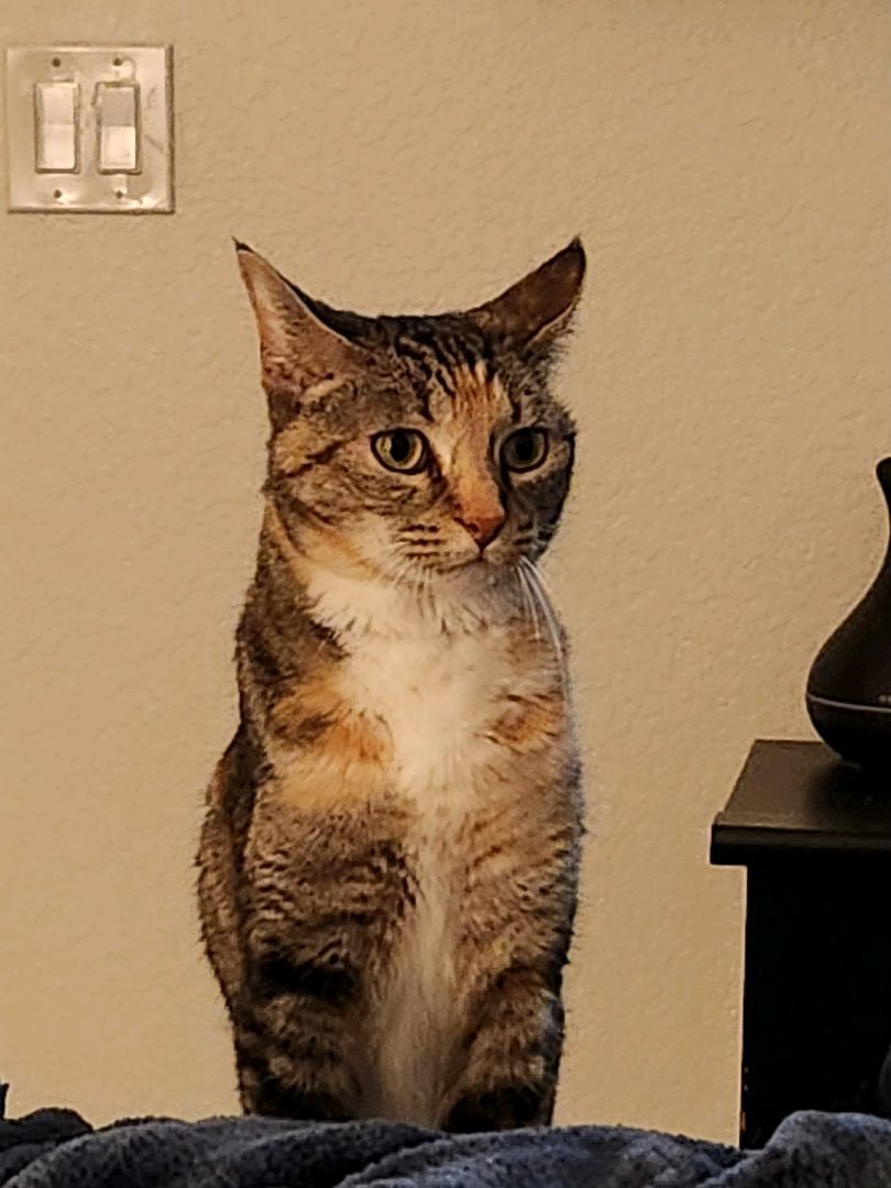 Cali, a Adoptable mixed breed in Rancho Santa Margarita, CA image 2/12