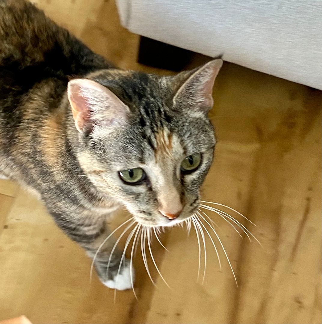 Cali, a Adoptable mixed breed in Rancho Santa Margarita, CA image 3/12