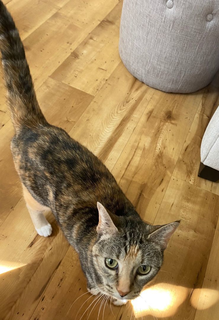 Cali, a Adoptable mixed breed in Rancho Santa Margarita, CA image 4/12