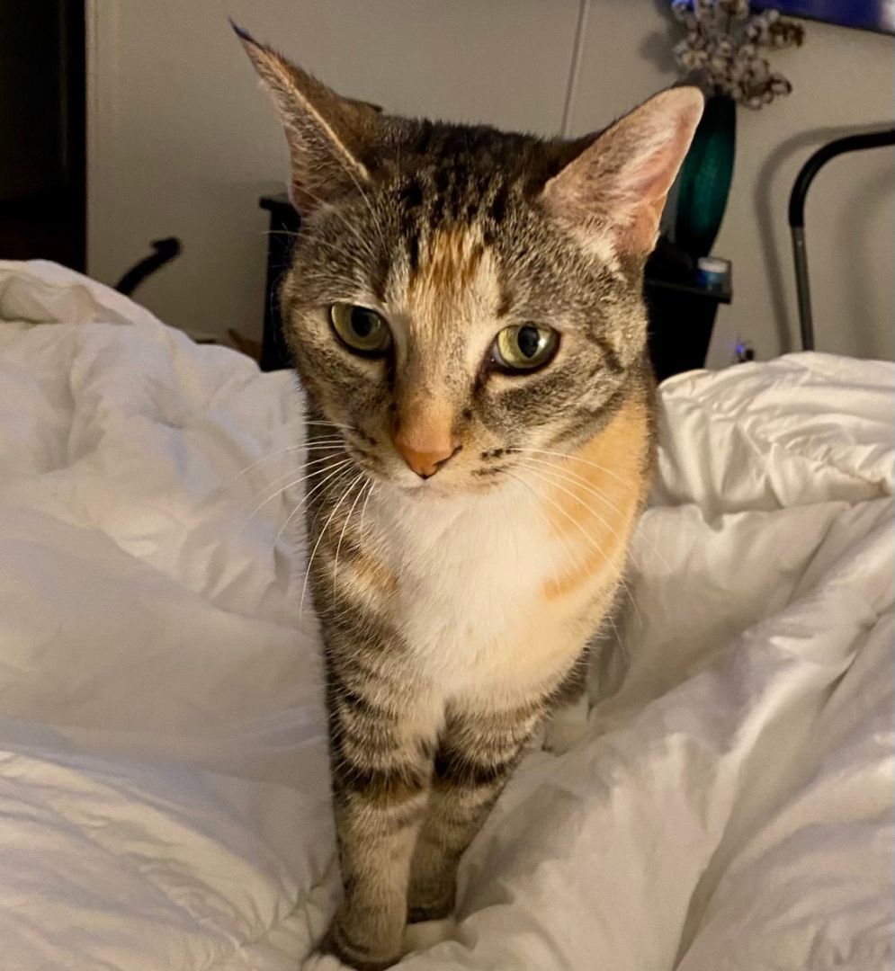 Cali, a Adoptable mixed breed in Rancho Santa Margarita, CA image 6/12