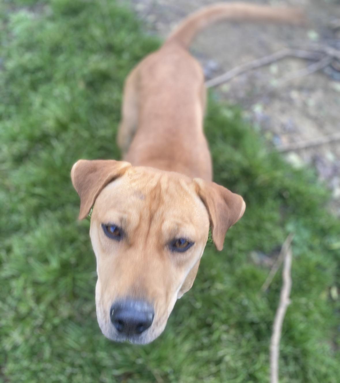 Enlarge ROBBIE, an adopted mixed breed in Pembroke, MA image 2/3