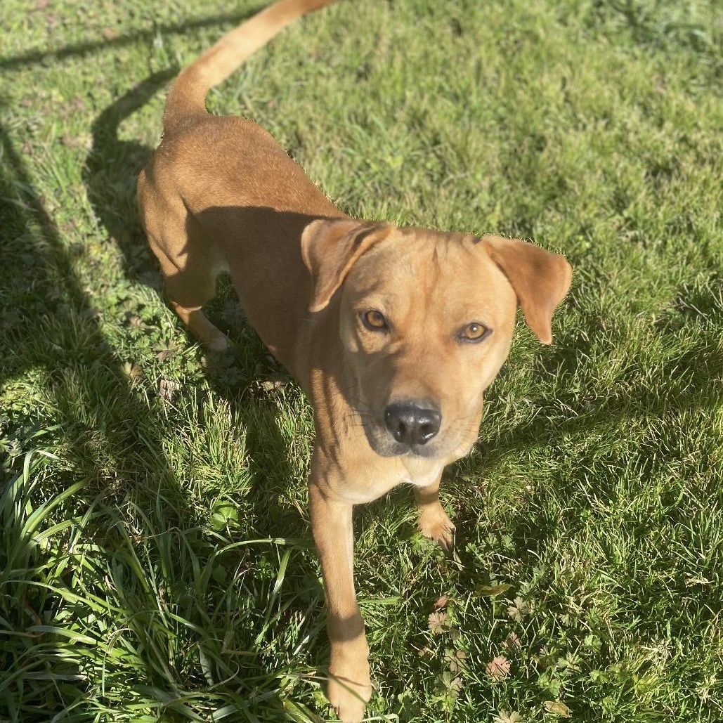ROBBIE, adopted, Young Female Australian Cattle Dog / Blue Heeler.