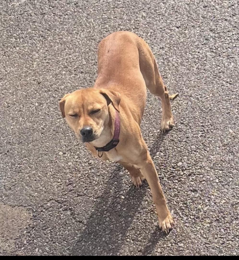 Enlarge ROBBIE, an adopted mixed breed in Pembroke, MA image 3/3