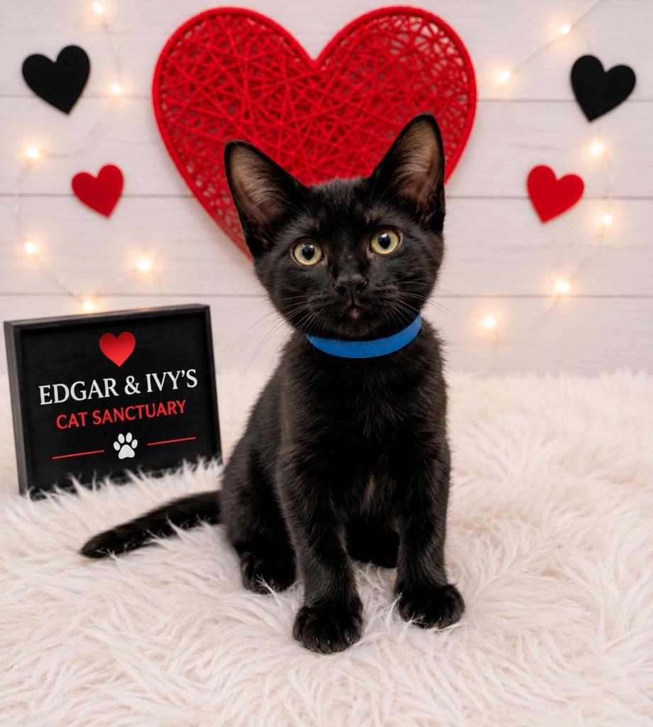 Kyle, Adopted, Kitten Male Domestic Short Hair.