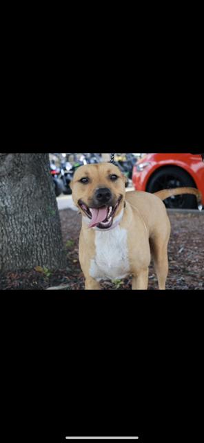 Enlarge Tilly, a Adoptable Mixed Breed in Livingston, TX image 1/3