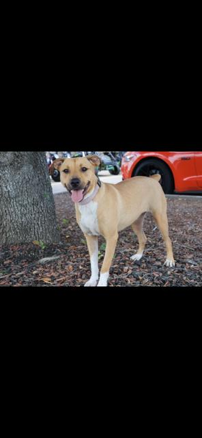 Enlarge Tilly, a Adoptable Mixed Breed in Livingston, TX image 2/3