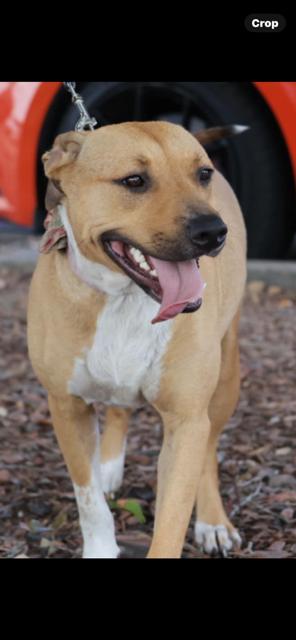 Enlarge Tilly, a Adoptable Mixed Breed in Livingston, TX image 3/3