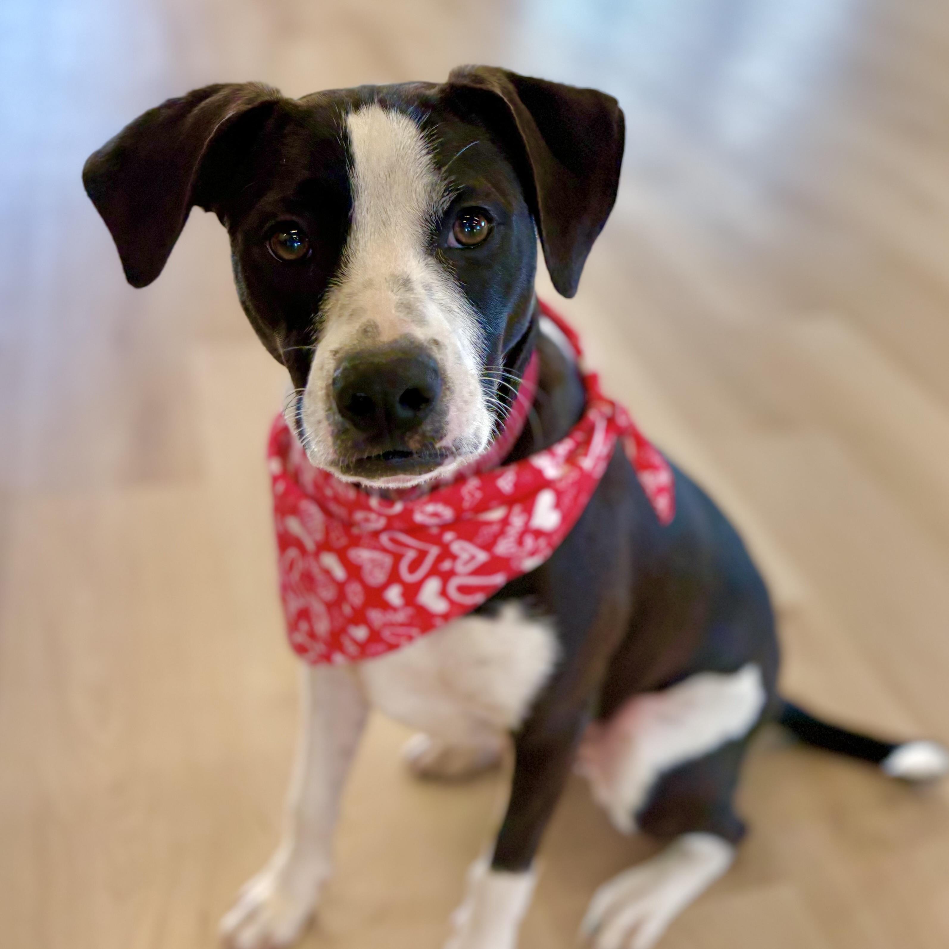 Pongo, a Adoptable mixed breed in Prior Lake, MN image 3/6