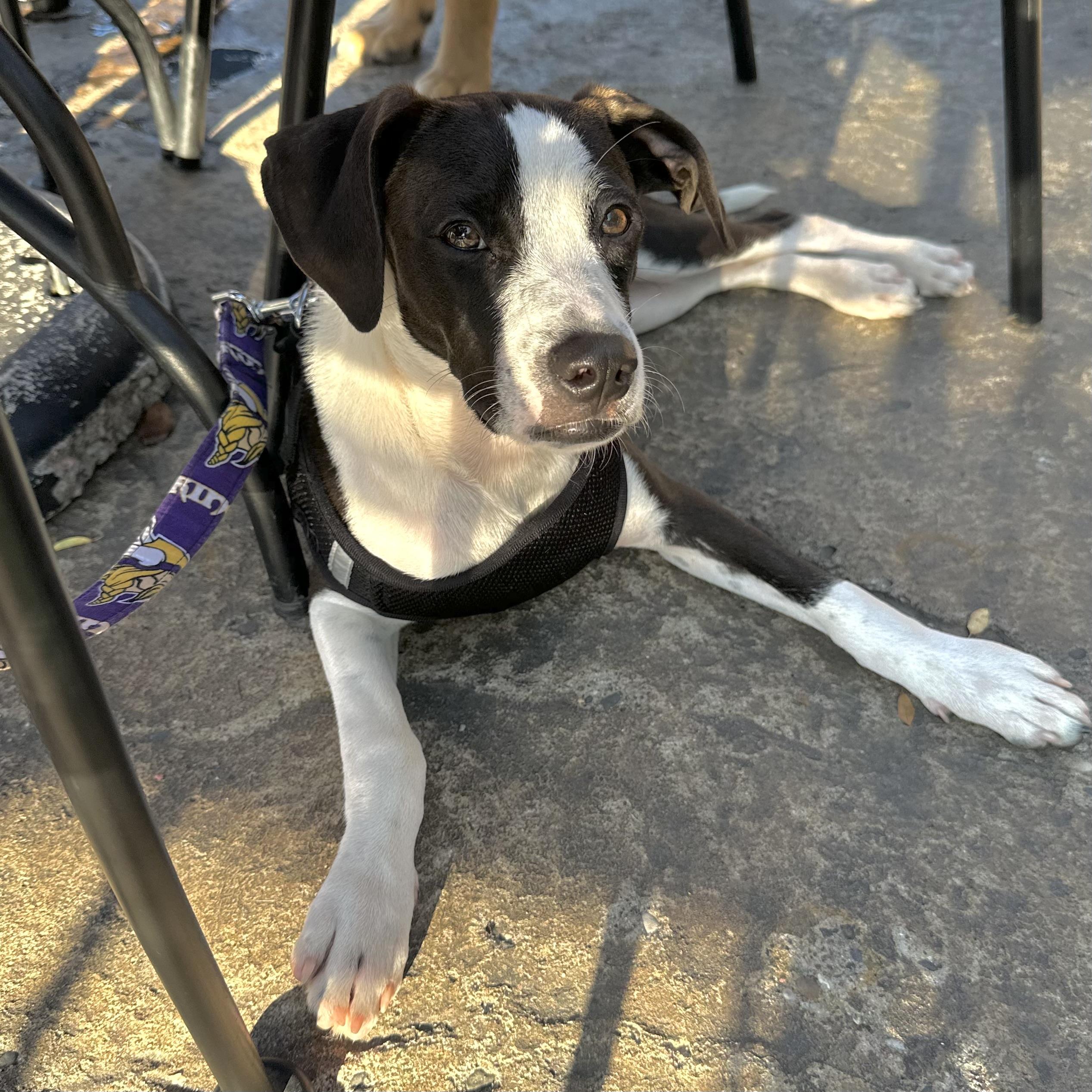 Pongo, an adoptable Setter, Terrier in Prior Lake, MN, 55372 | Photo Image 3