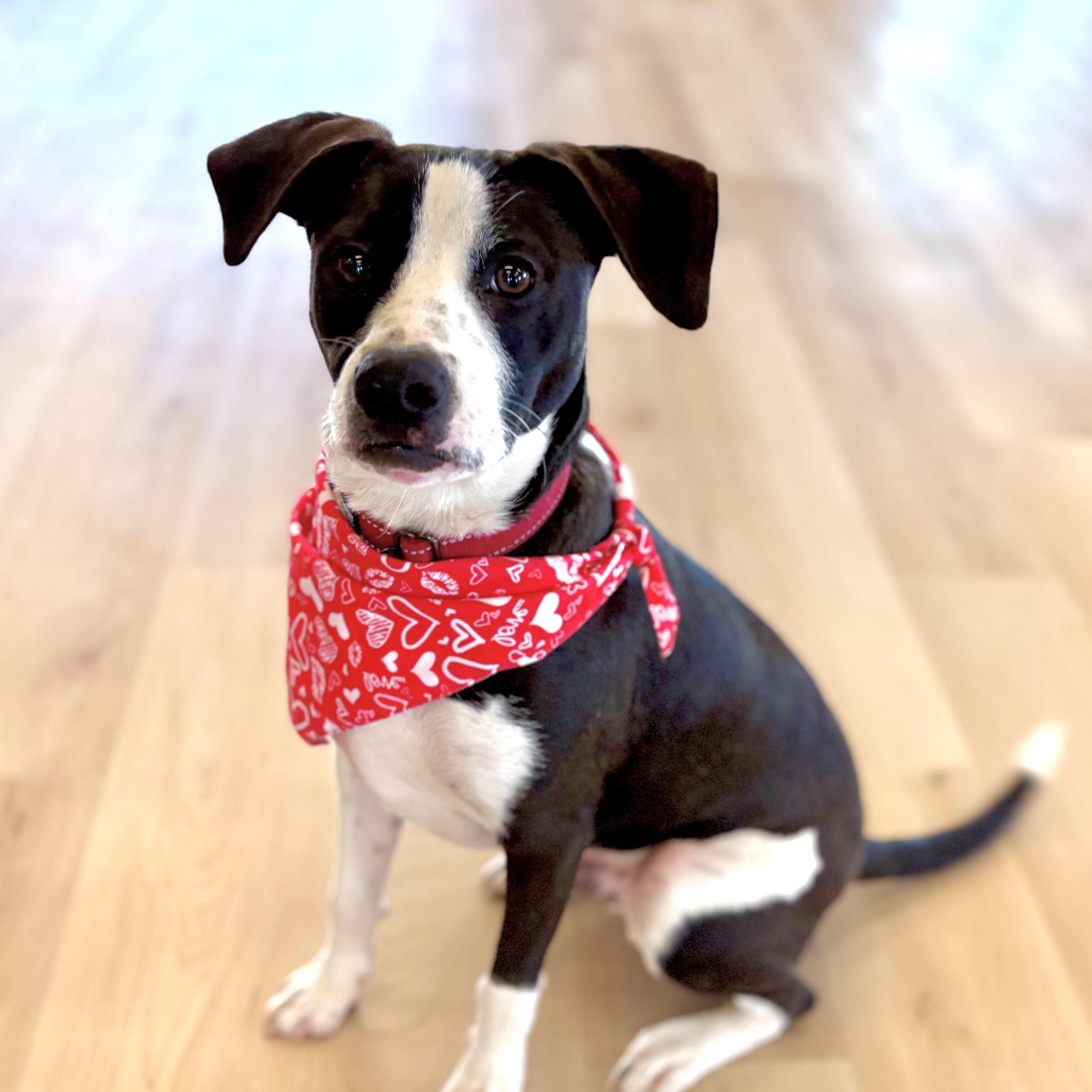 Pongo, a Adoptable mixed breed in Prior Lake, MN image 4/6