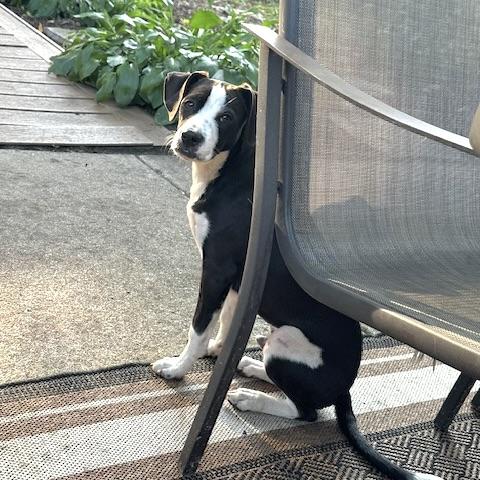 Pongo