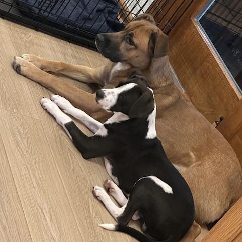 Pongo, a Adoptable mixed breed in Prior Lake, MN image 6/6