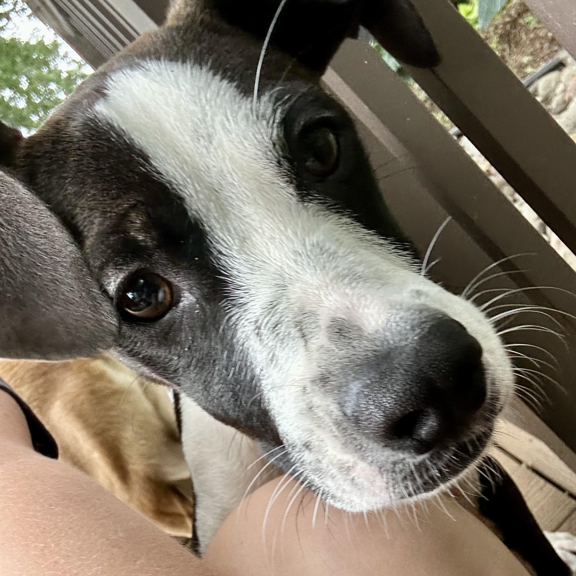 Pongo, an adoptable Setter, Terrier in Prior Lake, MN, 55372 | Photo Image 6