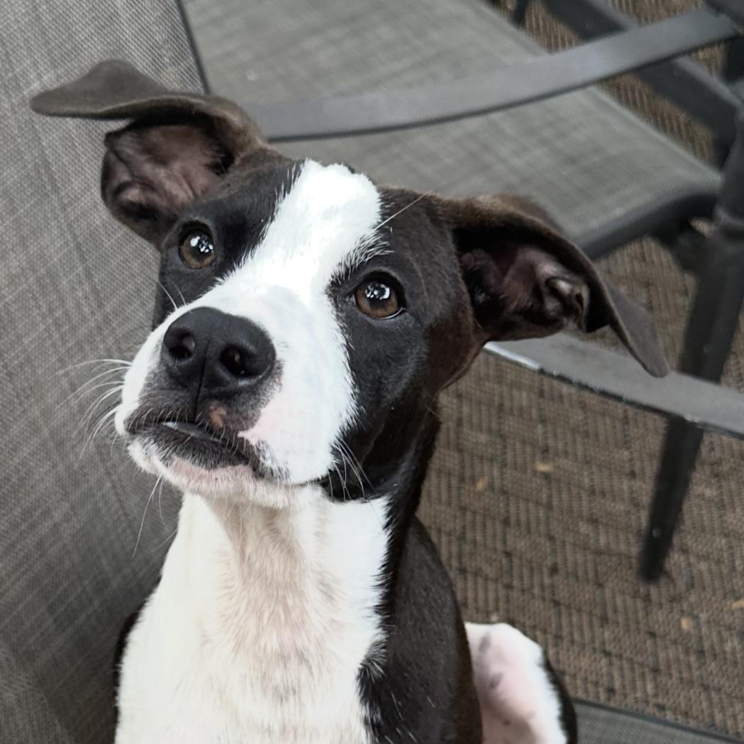 Pongo, a Adoptable mixed breed in Prior Lake, MN image 2/6
