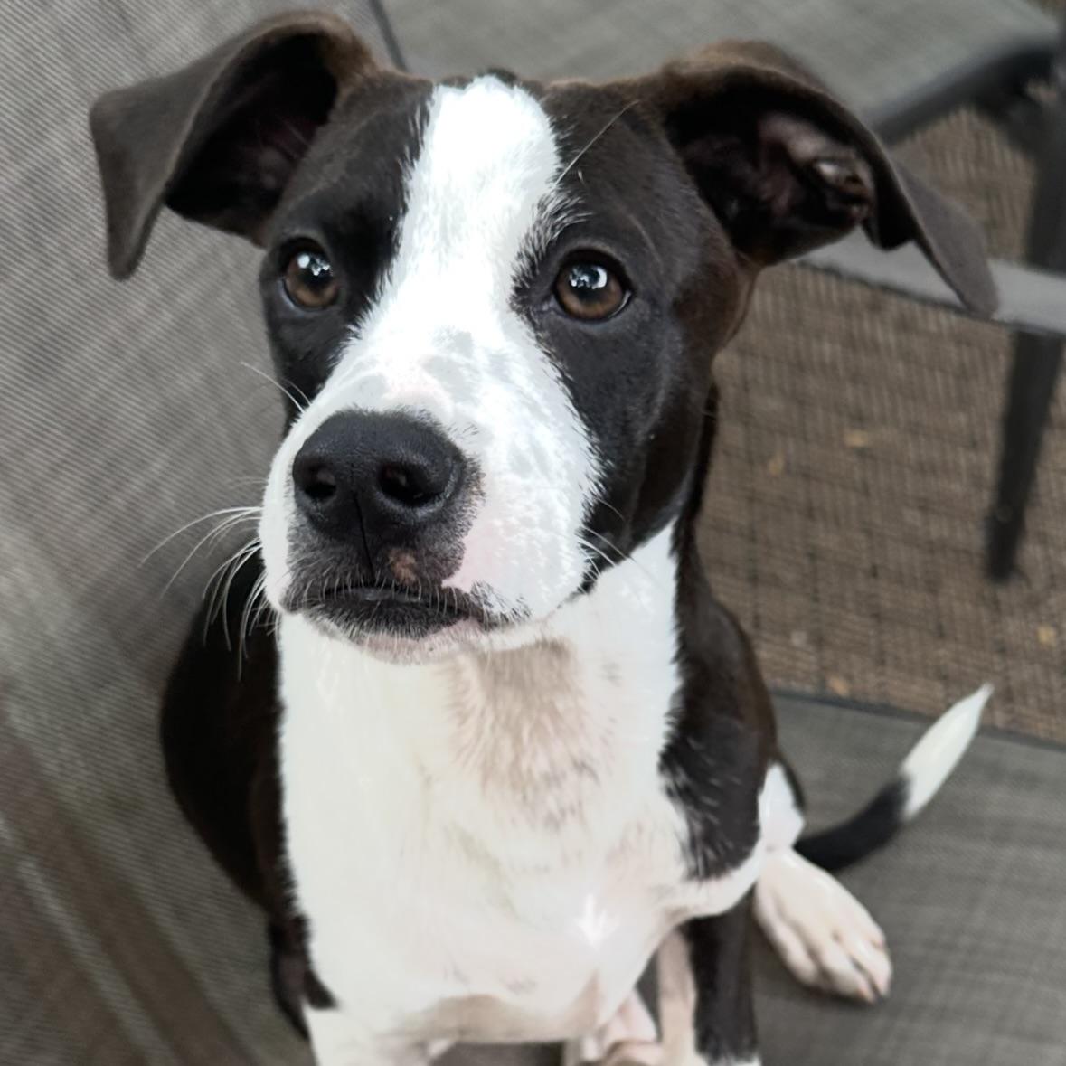 Pongo, an adoptable Setter, Terrier in Prior Lake, MN, 55372 | Photo Image 1