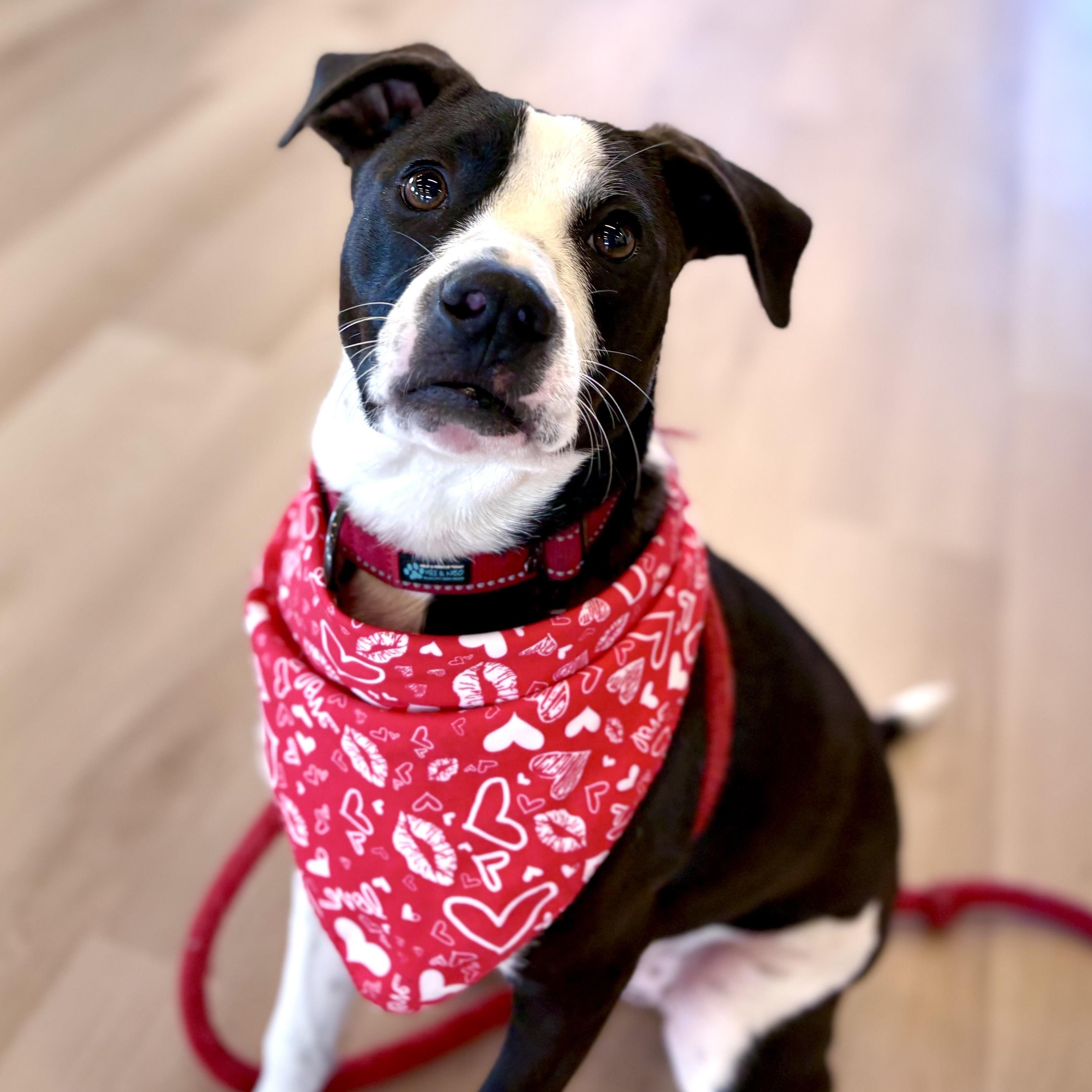 Pongo, Adoptable, Puppy Male Setter & Terrier.