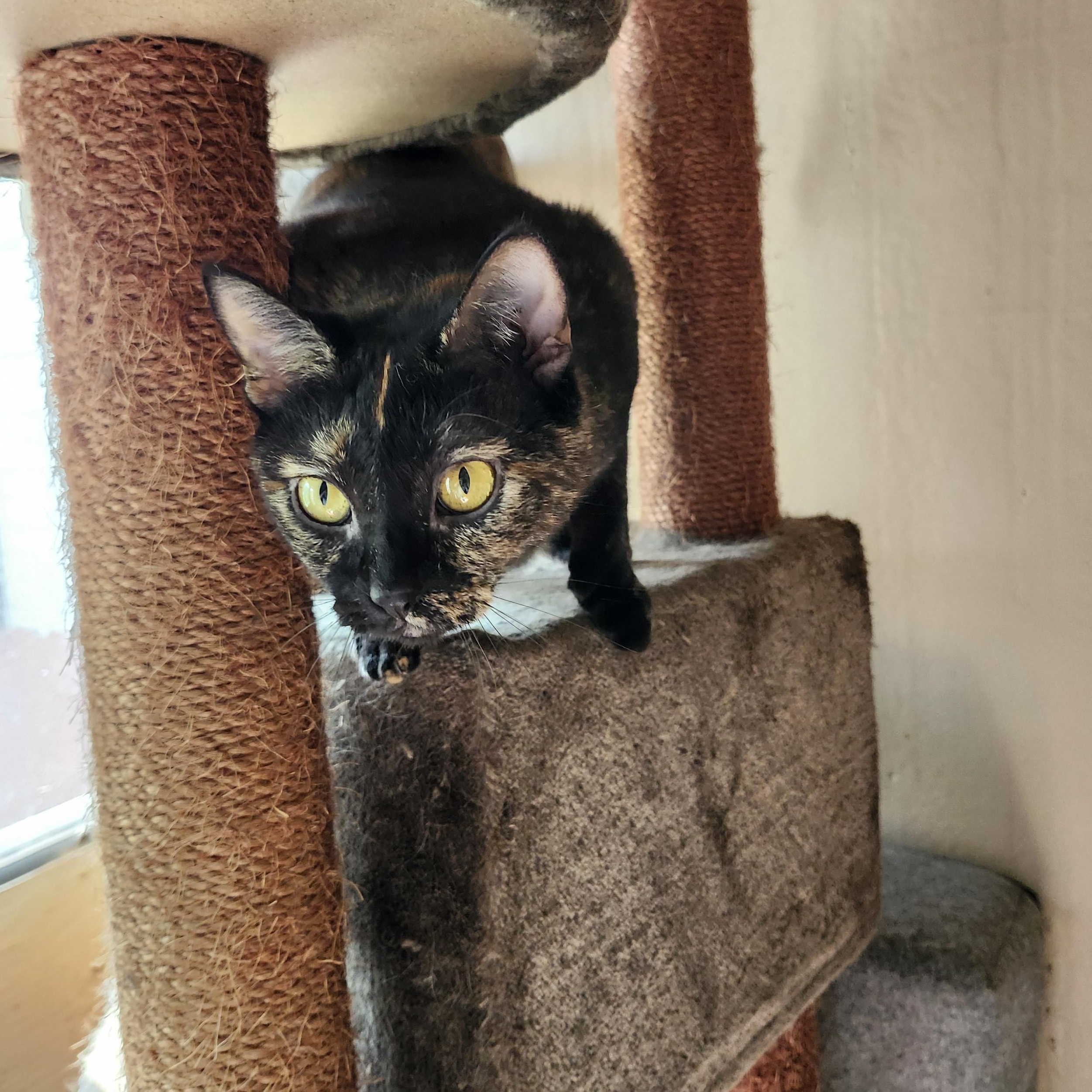 Dutchess Jul thumbnail 2