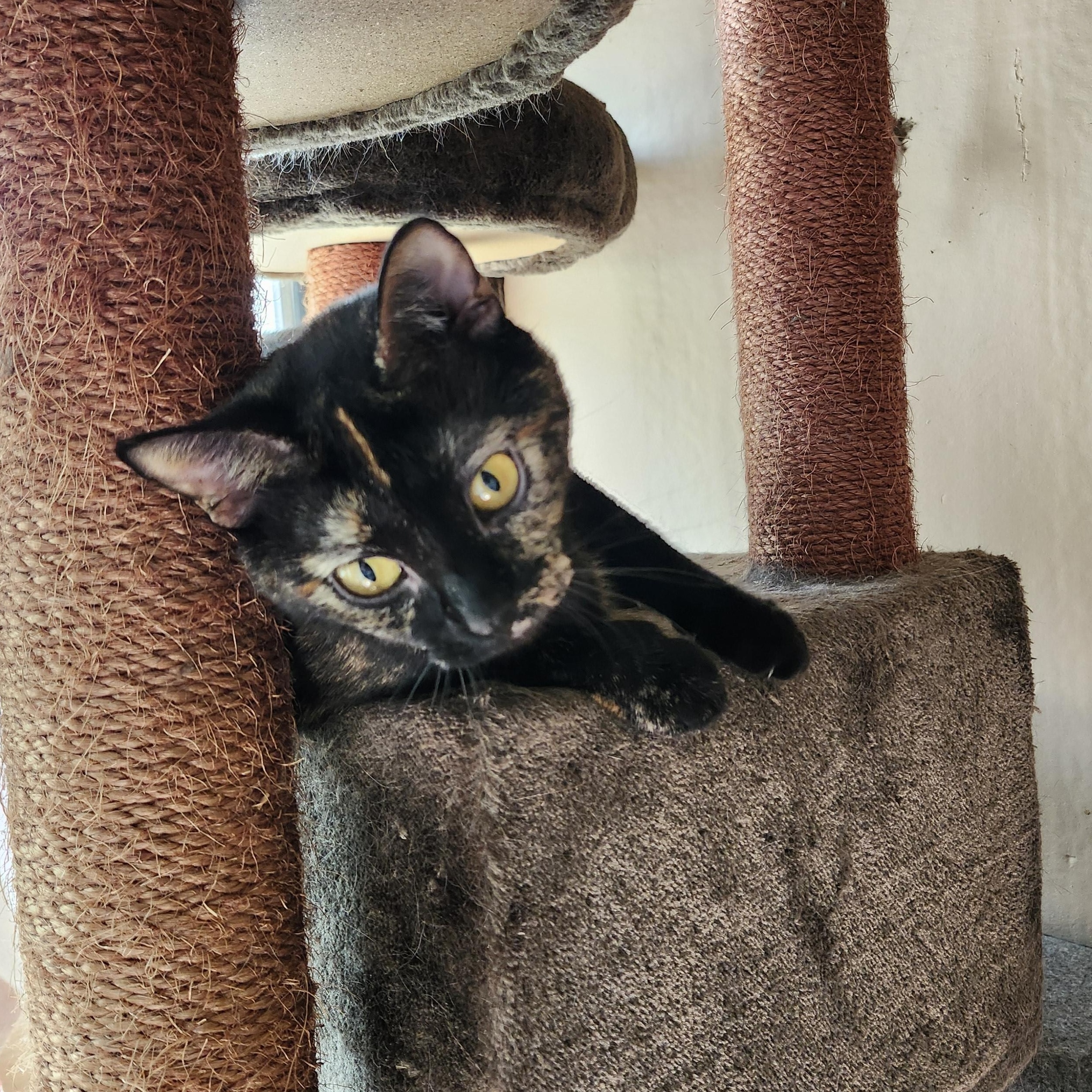 Dutchess Jul thumbnail 5