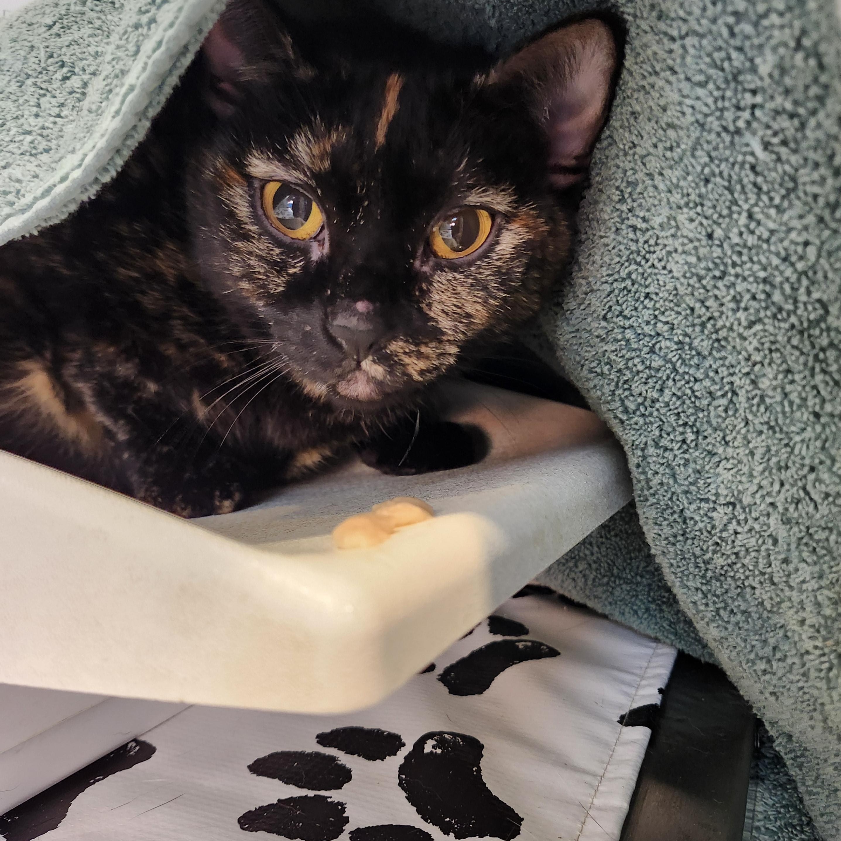 Dutchess Jul thumbnail 6