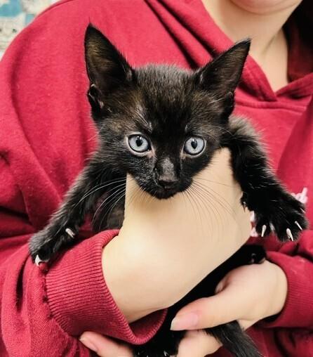 Astro, Adoptable, Kitten Male Domestic Short Hair.