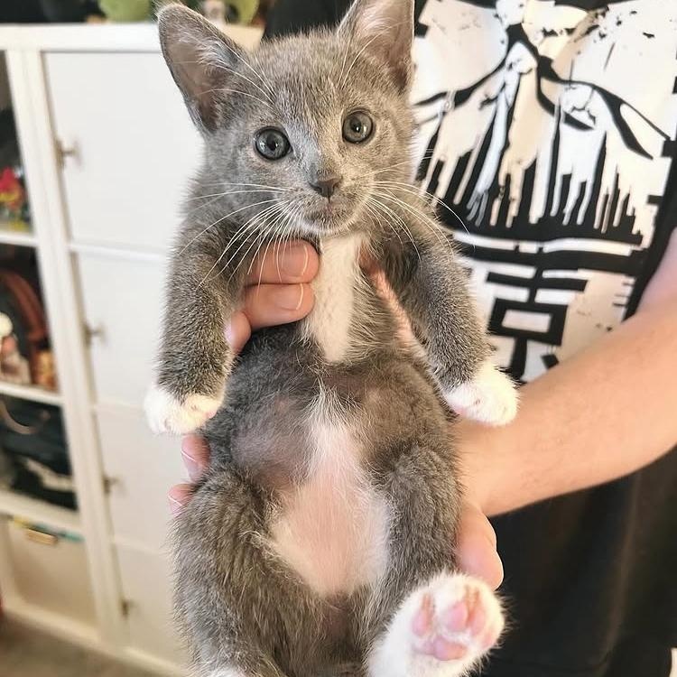 Cinder is a darling gray tuxedo girl born in mid-April 2025 with a sweet soul 
