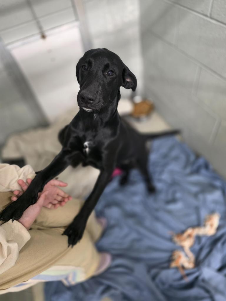 Enlarge Rudolph, a Adoptable Labrador Retriever in Camden, TN image 1/1