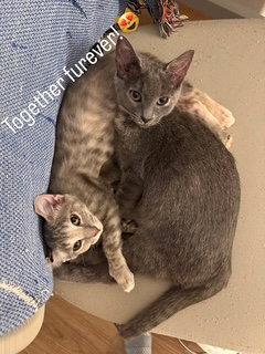 Kissa (bonded to Minou), Adoptable, Young Female Domestic Short Hair.
