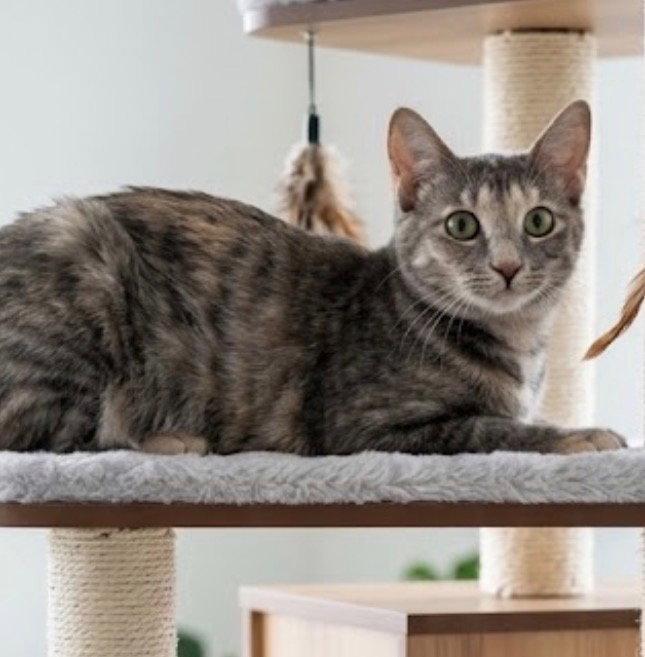 Enlarge Kissa (bonded to Minou), a Adoptable Domestic Short Hair in Chandler, AZ image 2/3