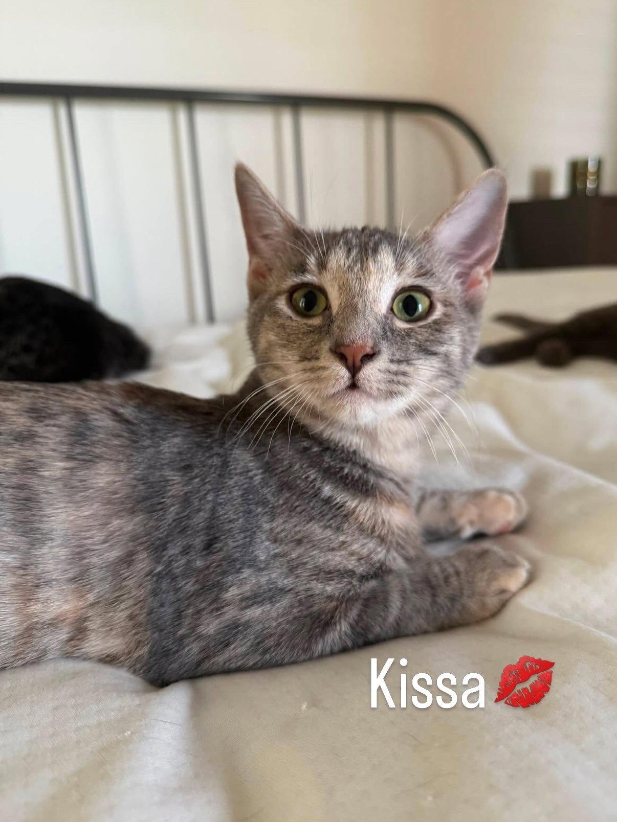 Enlarge Kissa (bonded to Minou), a Adoptable Domestic Short Hair in Chandler, AZ image 3/3