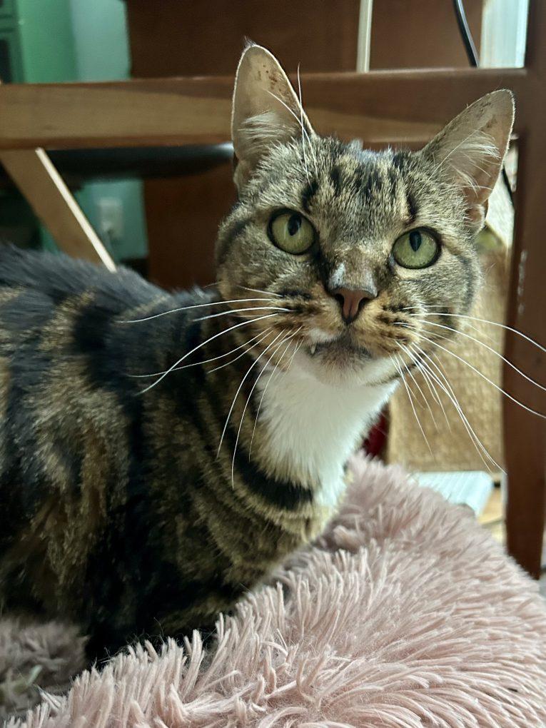 Enlarge Laser Bean (Dog-Friendly), a ADOPTABLE Domestic Short Hair in Portland, OR image 1/5